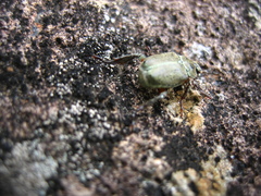 Hoplia communis