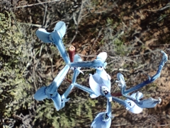Moraea tripetala