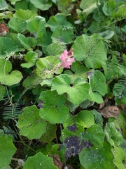 Onobrychis viciifolia