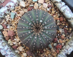 Frailea castanea