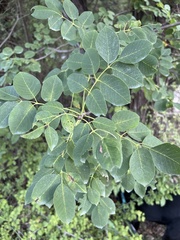 Fraxinus albicans