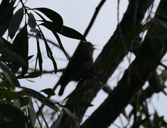 Cormobates leucophaea minor