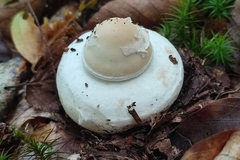 Amanita junquillea