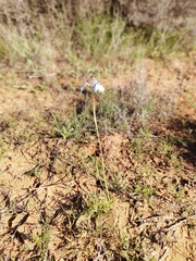 Moraea tripetala