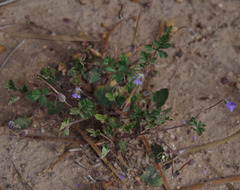 Erodium cygnorum