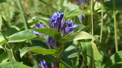 Gentiana cruciata