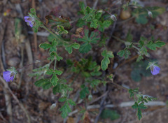 Erodium cygnorum