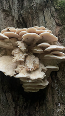 Climacodon septentrionalis