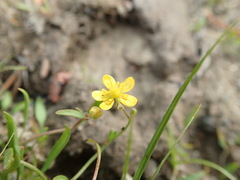 Ranunculus flammula ovalis