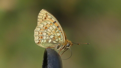 Argynnis niobe