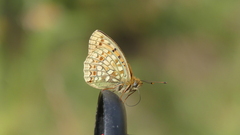 Argynnis niobe
