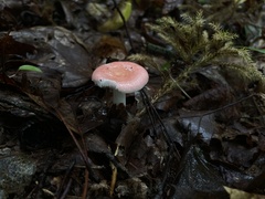 Russula fragilis