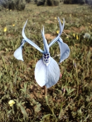 Moraea tripetala