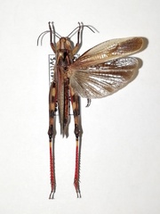 Arcyptera fusca