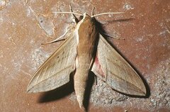 Theretra alecto