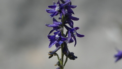 Delphinium dubium
