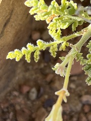 Pelargonium alternans