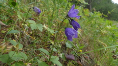 Campanula rhomboidalis
