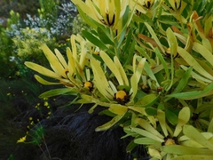 Leucadendron microcephalum