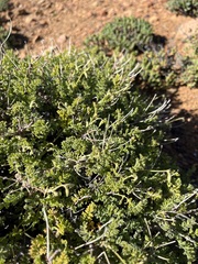 Pelargonium alternans