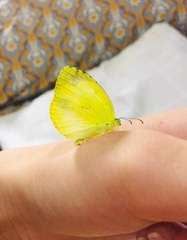 Eurema hecabe
