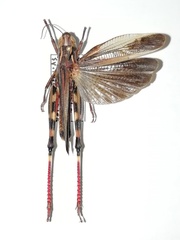 Arcyptera fusca