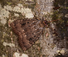 Amphipyra pyramidea