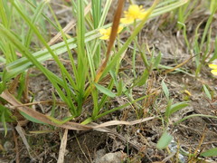 Ranunculus flammula ovalis