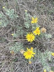 Heterotheca canescens