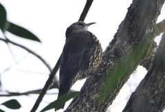 Cormobates leucophaea minor