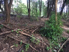 Haloragis erecta erecta