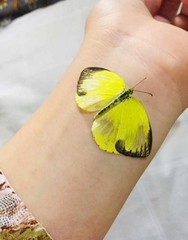Eurema hecabe