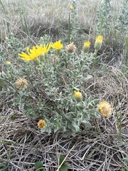 Heterotheca canescens