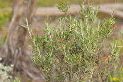 Eremophila glabra