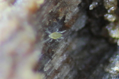 Eupodidae