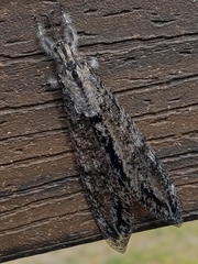Vella