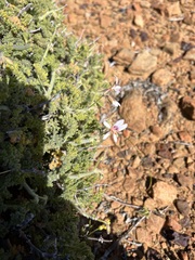Pelargonium alternans