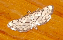 Hileithia rehamalis