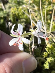 Pelargonium alternans