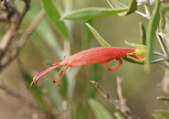 Eremophila glabra