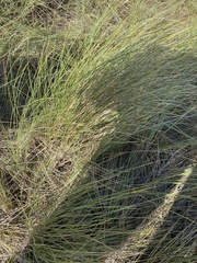 Ammophila arenaria