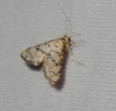 Hileithia rehamalis
