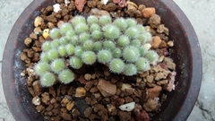 Aizoaceae