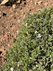 Pelargonium alternans