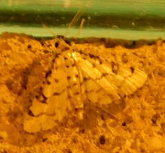Hileithia rehamalis