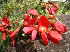 Collaea speciosa