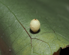 Caryomyia viscidolium
