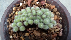 Aizoaceae