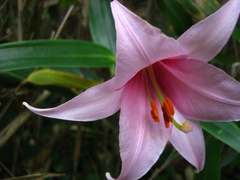 Lilium japonicum