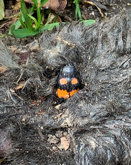 Nicrophorus vespilloides